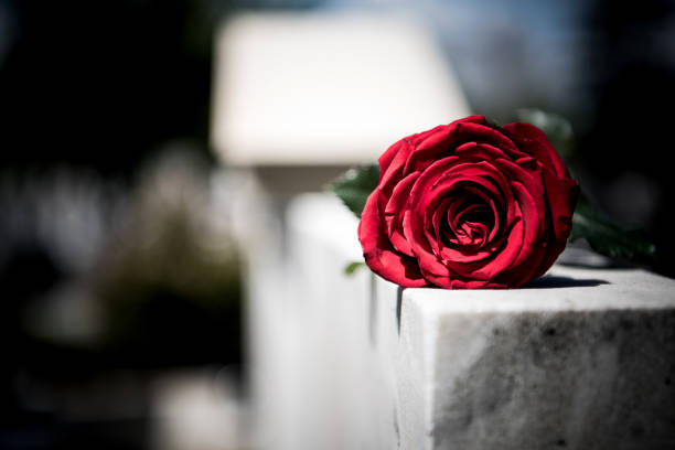 flower on memorial stone close up - covid cemiterio imagens e fotografias de stock