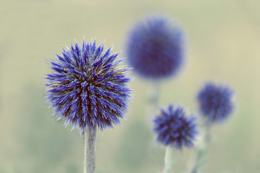 Flower pattern - flowers of blue thistles. Blurred flowers in the background