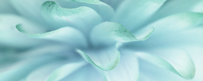 A defocussed dahlia flower with hue altered to give a green and blue abstract background.