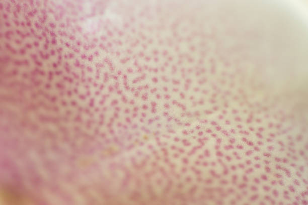 Vulva - Bilder und Stockfotos - iStock Vulva - Bilder und Stockfotos - iStock