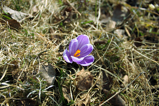 Flower purple crocus in spring among the dead grass
