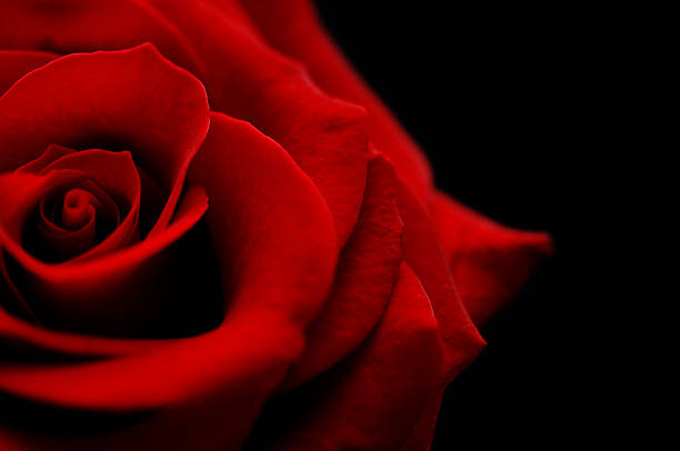 flower, red rose bud against black flower, rose bud against black rose stock pictures, royalty-free photos & images