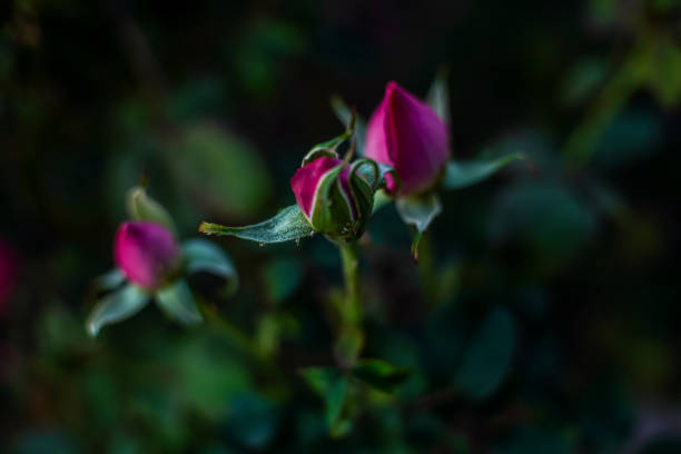 Flower Rose buds stock photo