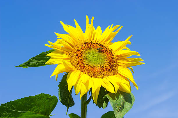 Flower sunflower with bee on the field against the sky