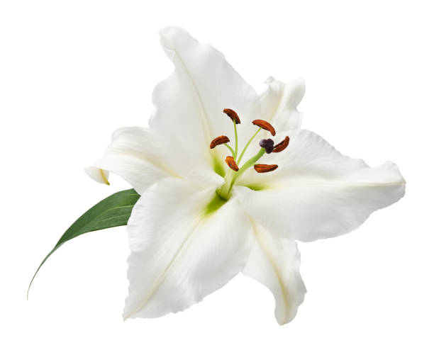 Flower white lily isolated on white background. Flower white lily isolated on white background. flower part stock pictures, royalty-free photos & images
