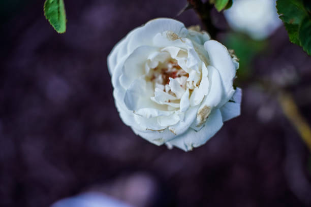 Flower White Rose bloom stock photo
