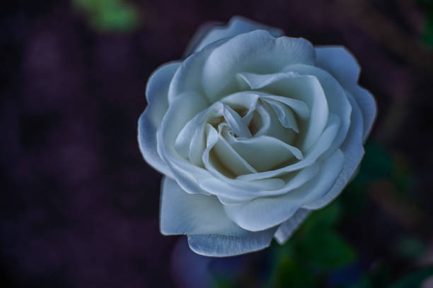 Flower White Rose stock photo