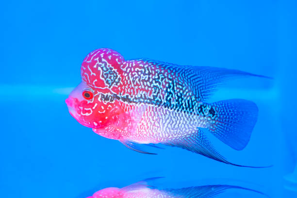 Flowerhorn Cichlid Colorful fish swimming in aquarium Flowerhorn Cichlid Colorful fish swimming in aquarium. This is an ornamental fish that symbolizes the luck of feng shui in the house feng shui aquarium stock pictures, royalty-free photos & images