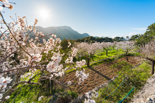 Flowering almond trees in the countryside of Mallorca. Spain Almond fields in bloom in the Sierra de Tramuntana in Mallorca blossom stock pictures, royalty-free photos & images