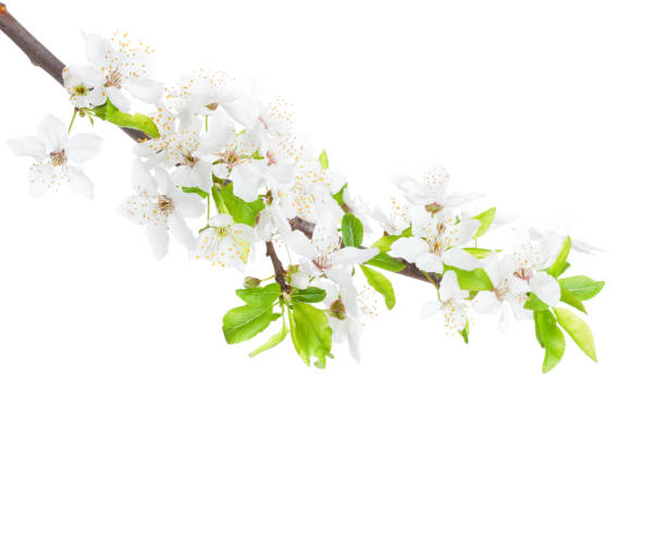 bloeiende tak van de apple-boom geïsoleerd op witte achtergrond - appelbloesem stockfoto's en -beelden