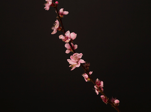 Flowering branch on a black background.