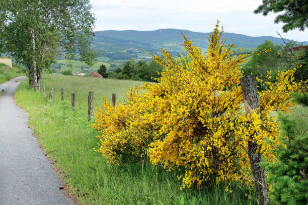 Flowering Broom Flowering Broom in a rural landscape in Allier department, Auvergne, France. scotch broom stock pictures, royalty-free photos & images