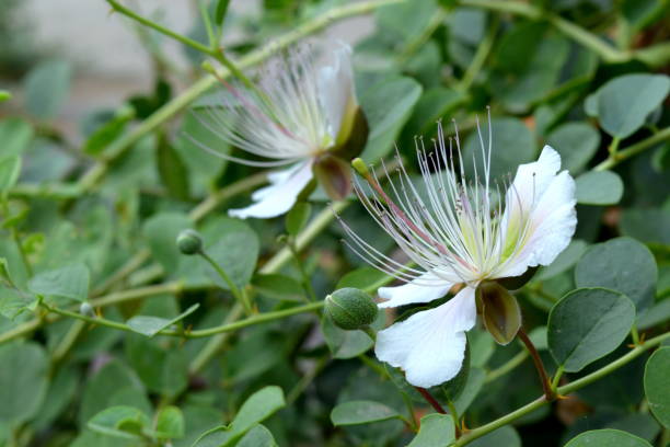 flowering caper bush Photo with the image of a flowering bush caper caper stock pictures, royalty-free photos & images