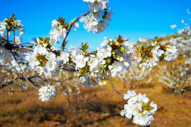 Flowering cherry trees, with white flowers in the province of Cáceres. stock photo