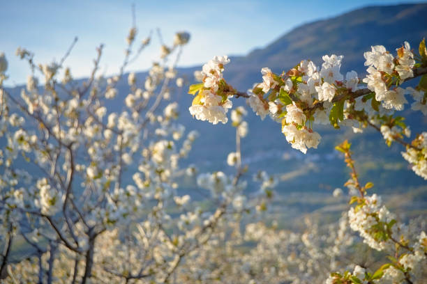 Flowering cherry trees, with white flowers in the province of Cáceres. stock photo