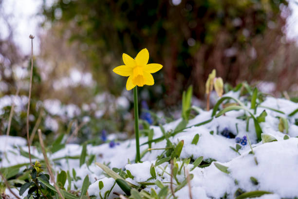 Flowering daffodil in the spring surrounded by snow Strong determined flowering daffodil pushing though a layer of ice and snow that covers the landscape around february stock pictures, royalty-free photos & images