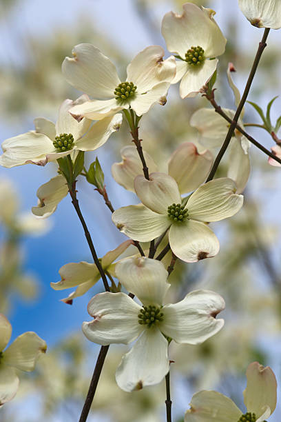 Flowering dogwood flowers stock photo