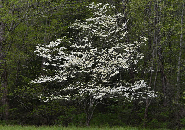 Flowering dogwood in the wild stock photo