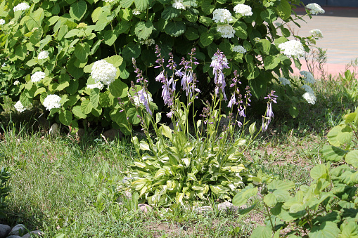 Flowering Hosta In Garden Design Stock Photo Download Image Now