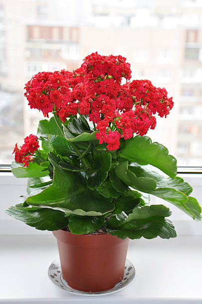 Flowering houseplant on a windowsill stock photo