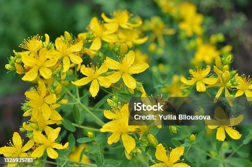istock Flowering Hypericum perforatum or St John's-wort - plant used in folk medicine. 1326935781