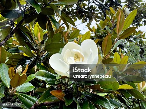 istock Flowering Magnolia Tree in Summer 1364084277