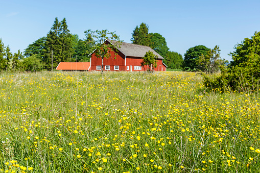 Falköping, Sweden - June 05, 2017: Flowering meadow with a farm in the background