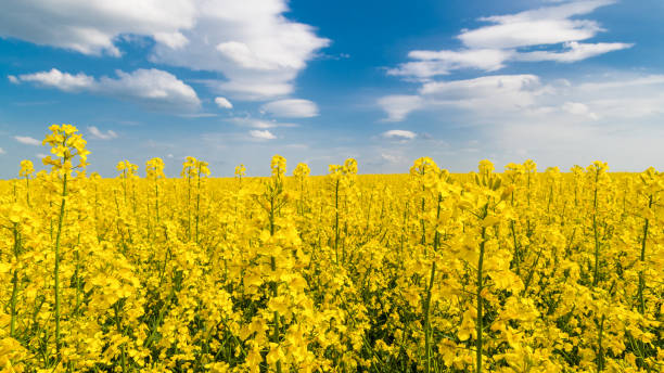 Flowering oilseed rape close-up under blue sky with white clouds. Brassica napus stock photo