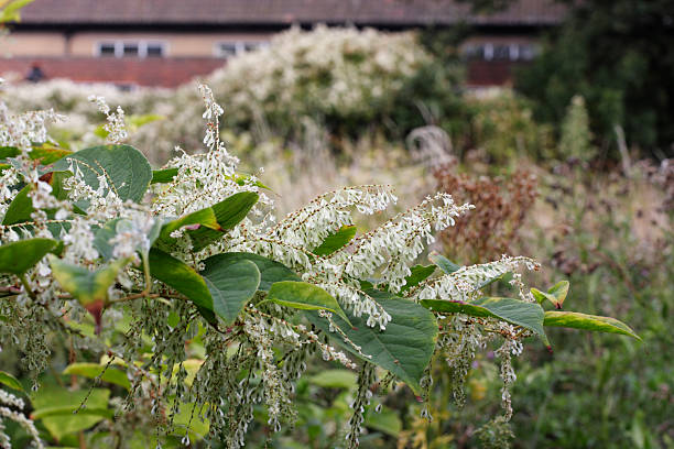 Flowering plant invader Japanese knotweed Fallopia japonica stock photo