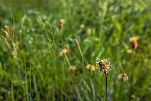 Flowering ribwort plantain up close stock photo