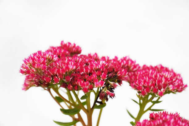 Flowering sedum plant. Flower close up. stock photo