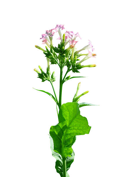 Flowering tobacco (Nicotiana sylvestris) stock photo