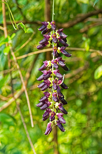 Dopa mucuna