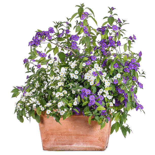 Flowerpot with white and purple solanum stock photo