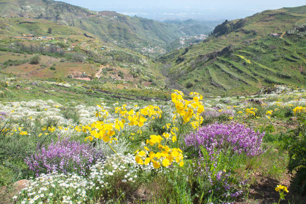 Flowers and mountain world of Gran Canary stock photo