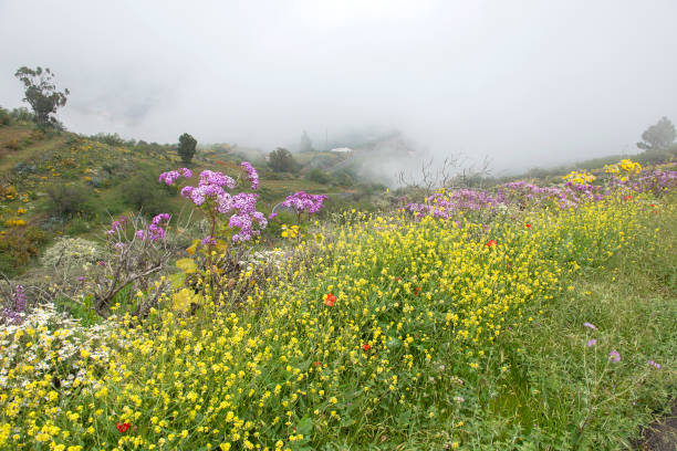 Flowers and mountain world of Gran Canary stock photo