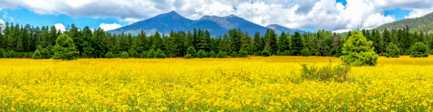 Flowers and Mountains. Mexican Sunflower Field Panorama Panoramic image of a field of Mexican sunflowers in Flagstaff, Arizona. Fort Valley flower field, covered in wildflowers with San Francisco Peaks in the background. flagstaff arizona stock pictures, royalty-free photos & images