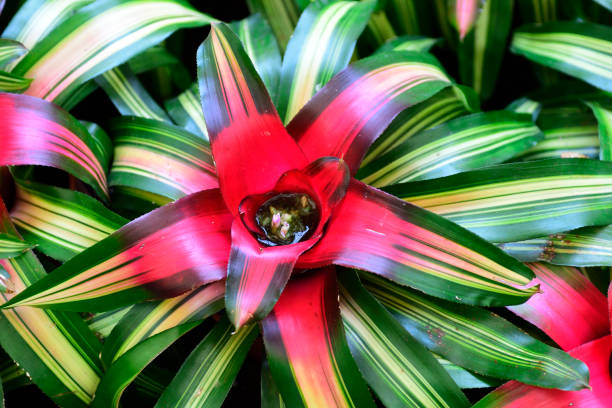 Flowers and plants in Taiwan-Colored pineapple (Neoregelia) stock photo
