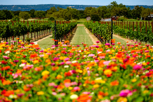 Field of flowers in the Texas Hill Country between Johnson City and Fredericksburg.
