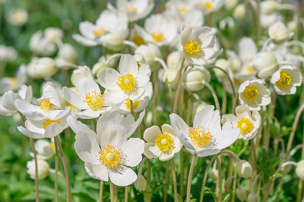Anemone Flower Pictures, Images and Stock Photos - iStock