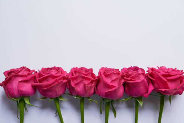 Studio shot of a bouquet of pink roses lined up next to each other while resting against a grey background