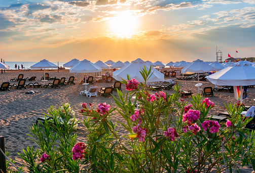 Flowers at scenic sunset on a beach