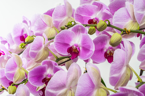 Flowers beautiful purple orchid phalaenopsis.