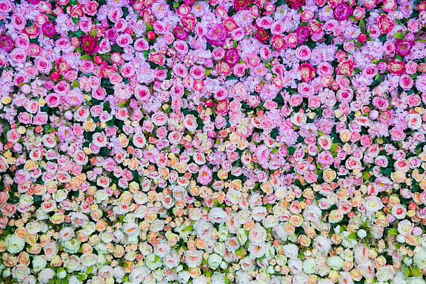 Flowers bloom Colorful flowers bloom at the new day bed of roses stock pictures, royalty-free photos & images