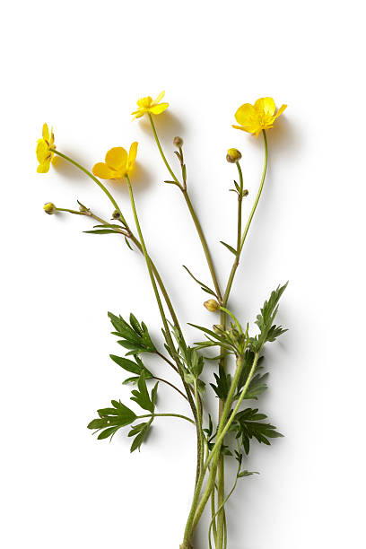 blumen: buttercup - wildblumen stock-fotos und bilder