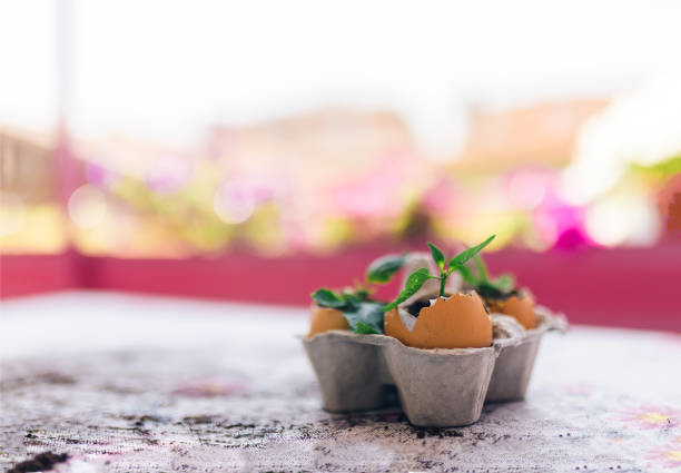 fiori in guscio d'uovo su pannello uovo - upcycling foto e immagini stock