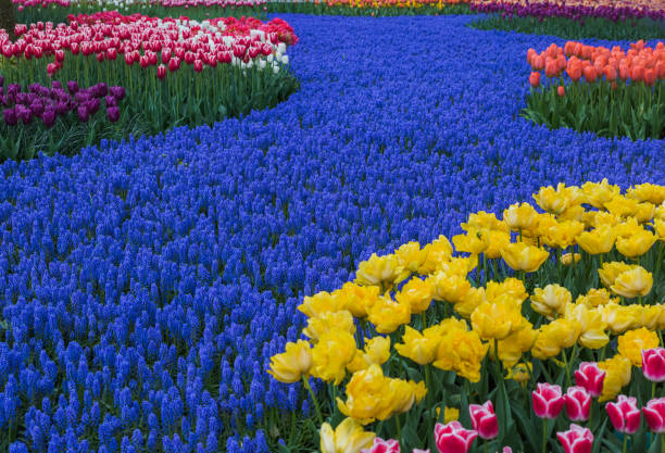 blommor i trädgården keukenhof nederländerna - red hyacinth bildbanksfoton och bilder