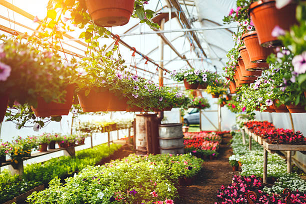 Flowers in plant nursery Flowers in plant nursery garden center stock pictures, royalty-free photos & images