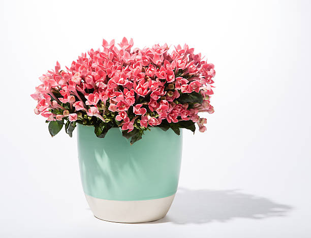flowers in pot flowers in pot begonia flowering plant stock pictures, royalty-free photos & images