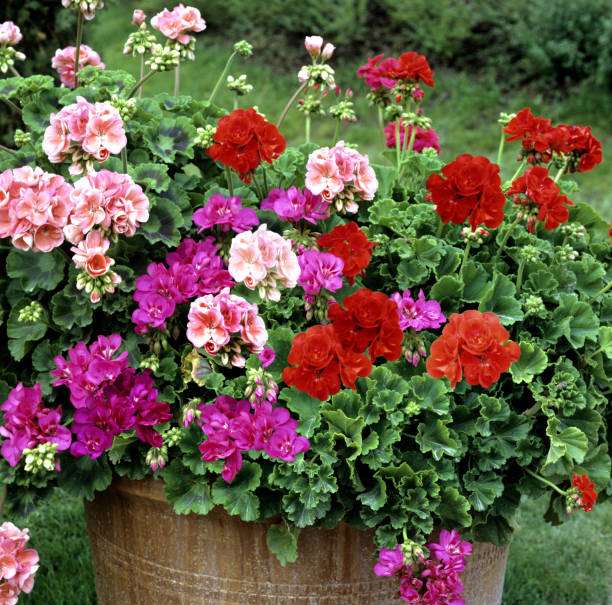 Flowers in pots outside in garden stock photo